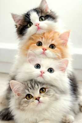 các giống mèo ở việt nam