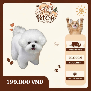 Chó Bichon Frise giống chó “xinh xắn dễ thương”