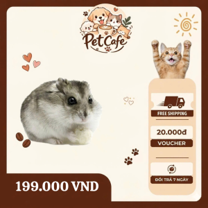 chuột hamster winter white