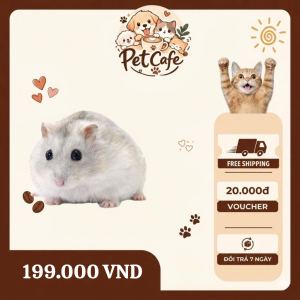 chuột hamster winter white sọc trắng đen