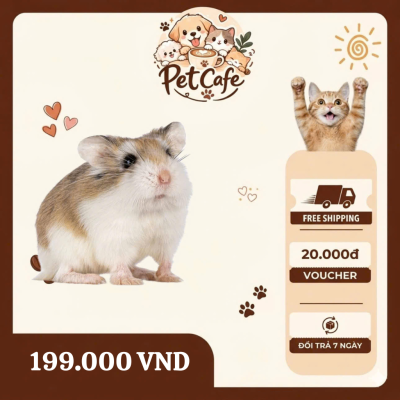 chuột hamster roborovski