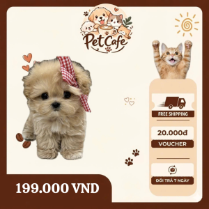 maltese dog dễ thương