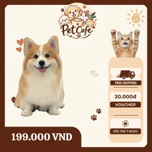 chó pembroke welsh corgi dễ thương