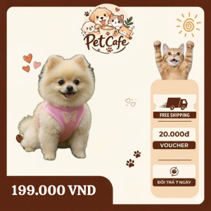 Phốc Sóc Pomeranian