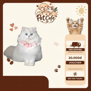 mèo anh lông dài chân ngắn