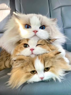 Thời gian cho mèo con ăn chuẩn nhất