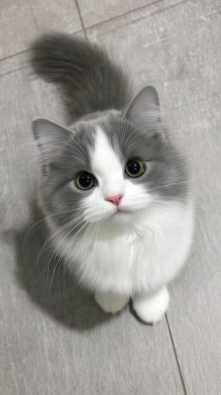 nên làm gì khi mèo vào nhà để không gặp xui xẻo? Mèo mimi