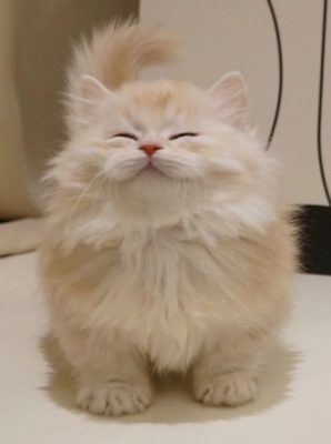 Tính cách người thích nuôi mèo – Bạn có giống họ không?